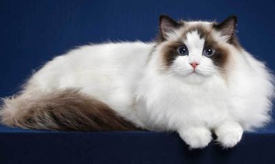 "ragdoll" picture