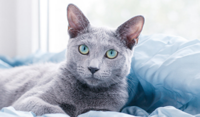 "Russian Blue" picture