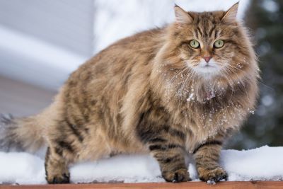 "siberian" picture