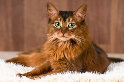 "Somali cat" picture