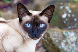 "Tonkinese cat" picture