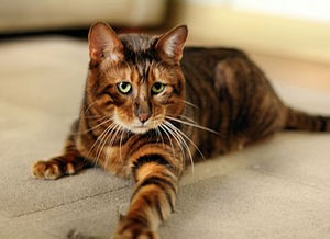 "Toyger" picture