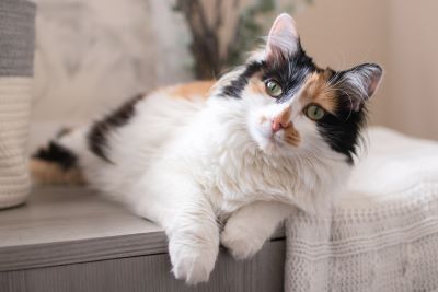 "calico cat" picture