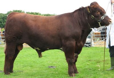 "shorthorn" picture