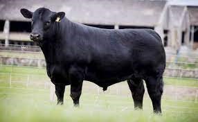 "aberdeen angus" picture