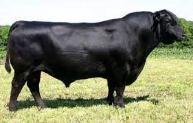 "angus" picture