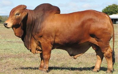 "brahman" picture