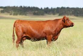 "red angus" picture