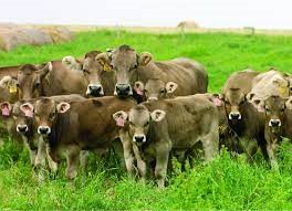 "braunvieh" picture