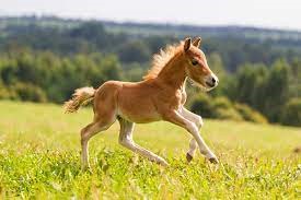 "foal" picture