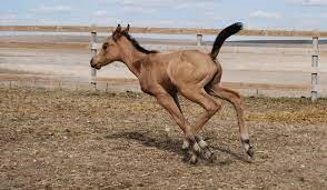 "filly" picture