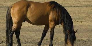 "mustang" picture