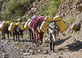 "packhorse" picture