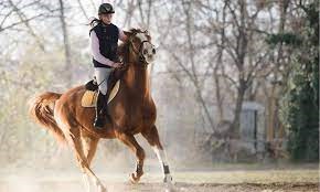 "trot" picture