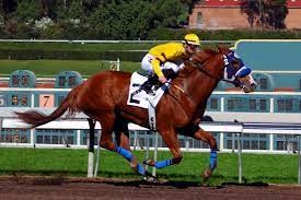 "racehorse" picture