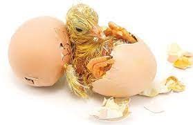 "hatchling" picture