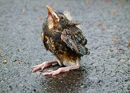 "fledgling" picture