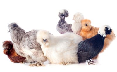 "bantam" picture
