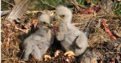 "eaglet" picture