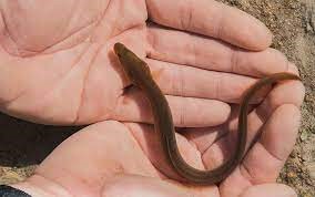 "elver" picture