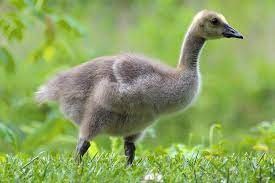 "gosling" picture