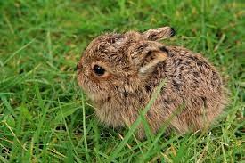 "leveret" picture