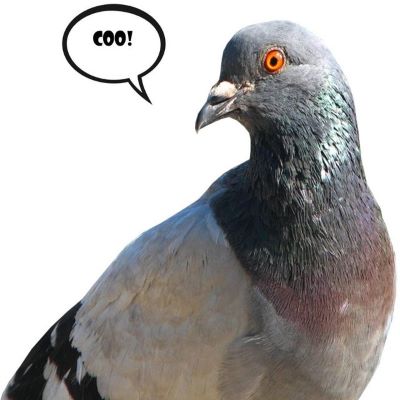 "coo" picture