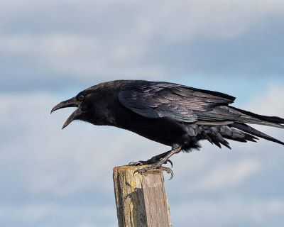 "caw" picture
