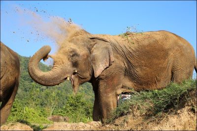 "pachyderm" picture