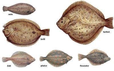 "flatfish" picture