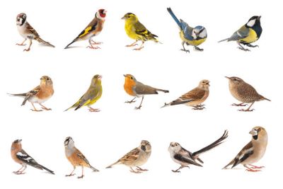"songbird" picture