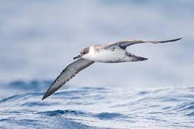 "seabird" picture