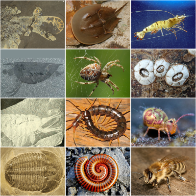 "arthropod" picture