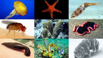"invertebrate" picture