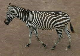 "quadruped" picture