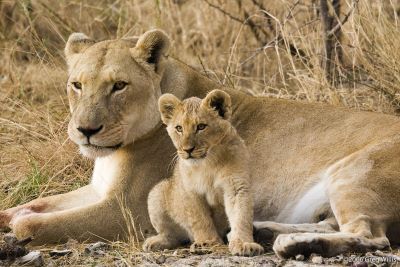 "lioness" picture