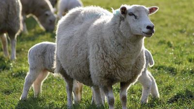 "ewe" picture