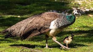 "peahen" picture