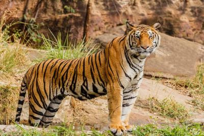 "tigress" picture
