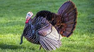 "gobbler" picture
