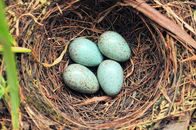 "nest" picture