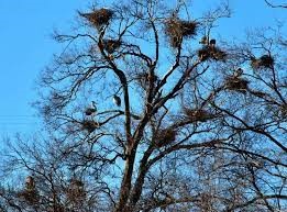 "rookery" picture