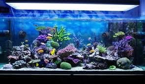 "aquarium" picture