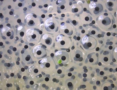 "frogspawn" picture