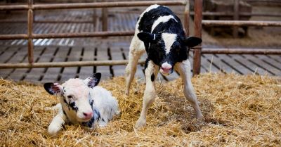 "calve" picture