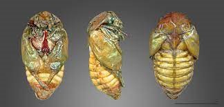"pupa" picture