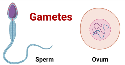 "gamete" picture
