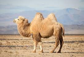 "hump" picture