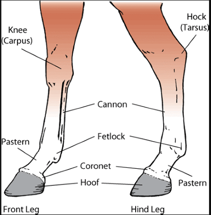 "fetlock" picture
