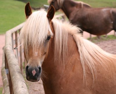 "forelock" picture